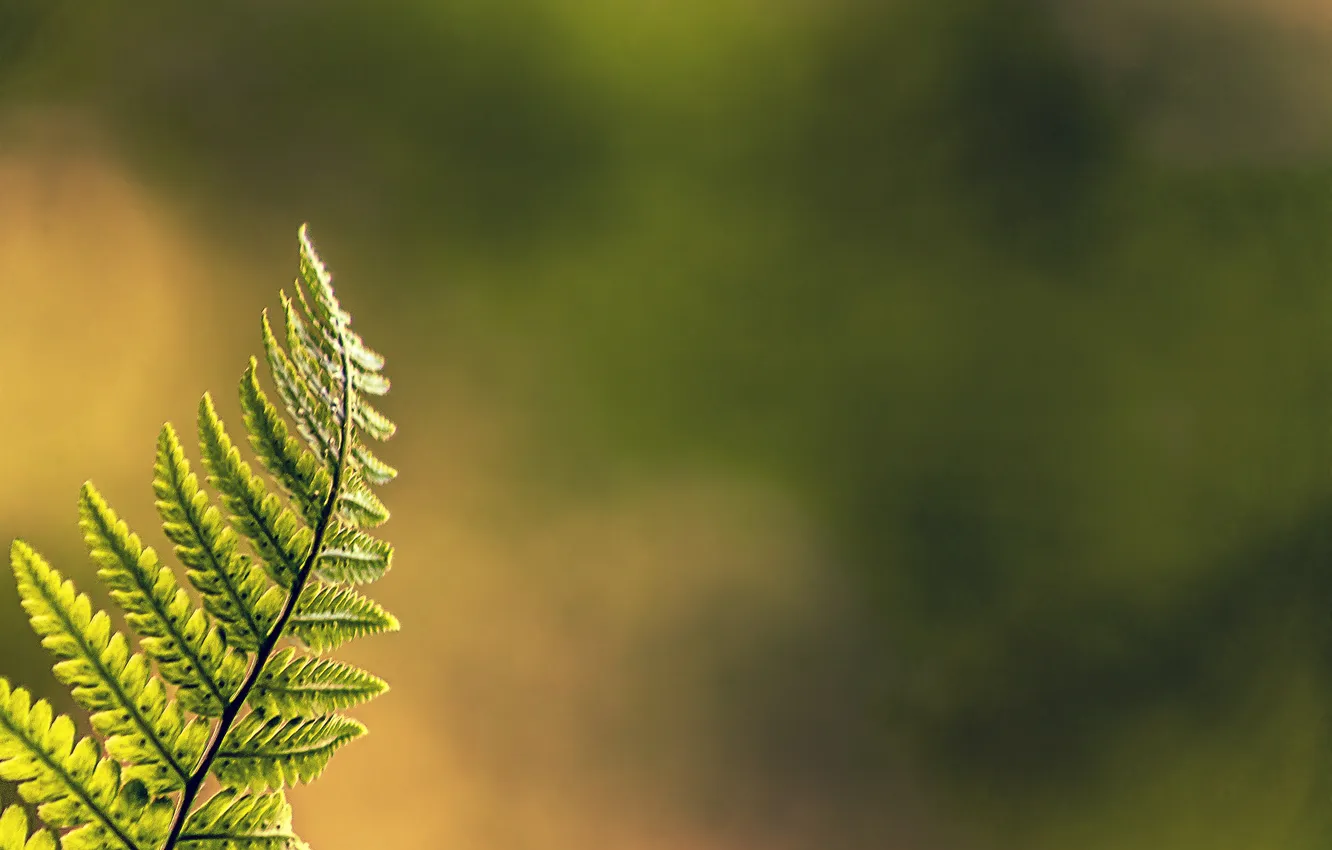 Photo wallpaper greens, fern, bokeh