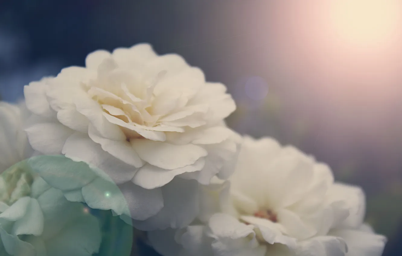 Photo wallpaper glare, roses, petals, white, gently