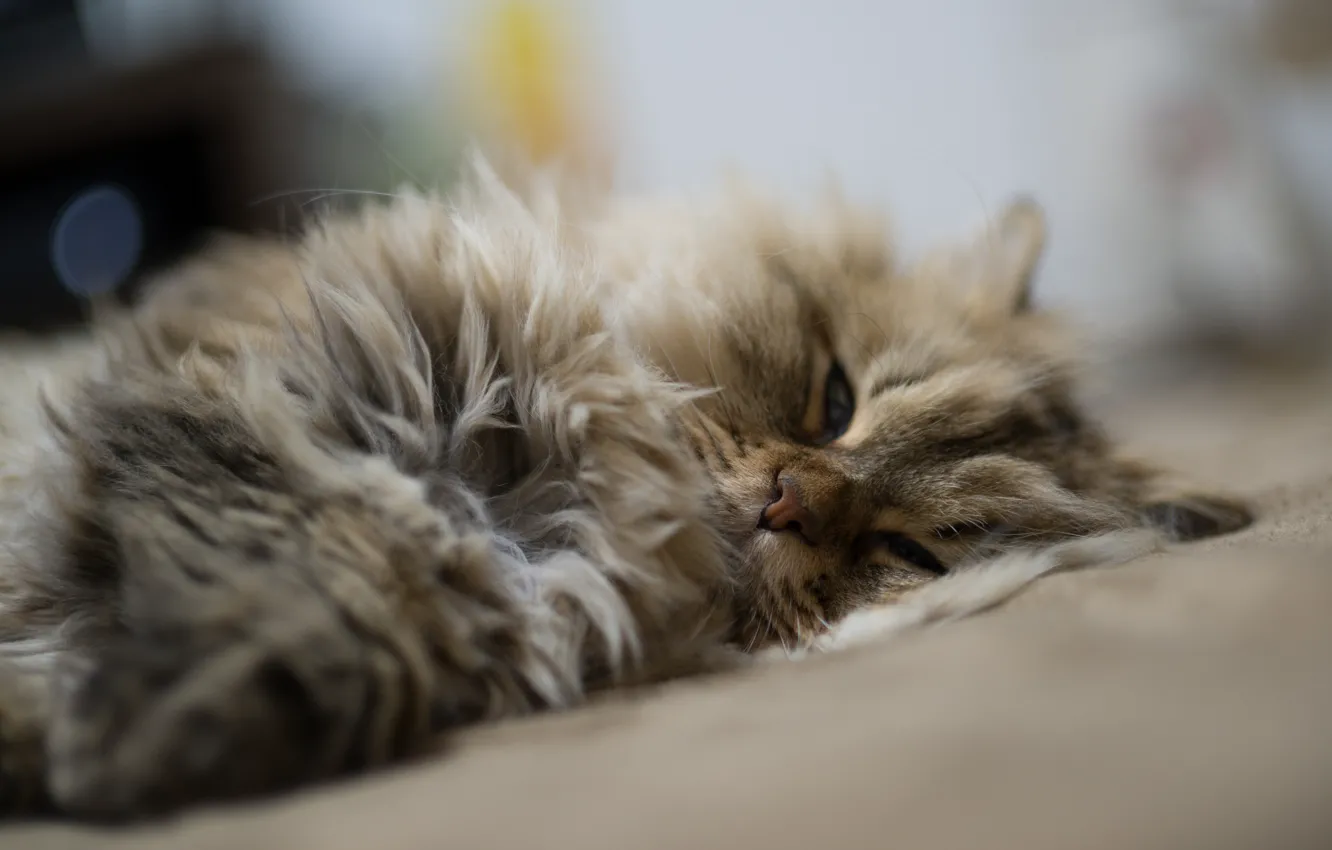 Photo wallpaper cat, sleep, home, lying, Daisy, Ben Torode, Benjamin Torode