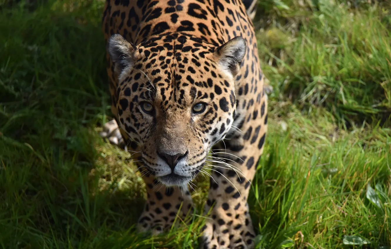 Photo wallpaper grass, look, face, predator, Jaguar, wild cat