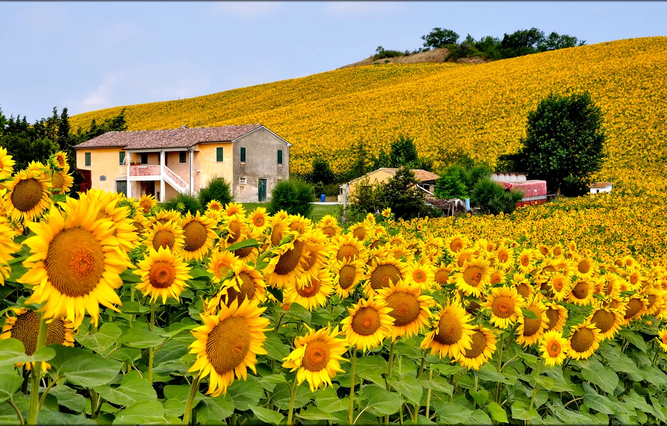 Photo wallpaper field, the sky, flowers, house, hills, sunflower, Italy