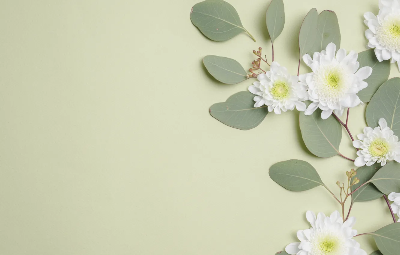 Photo wallpaper leaves, flowers, chrysanthemum