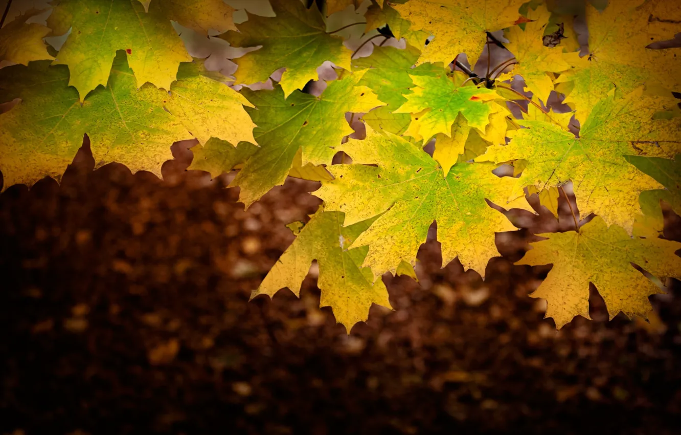 Photo wallpaper autumn, leaves, maple