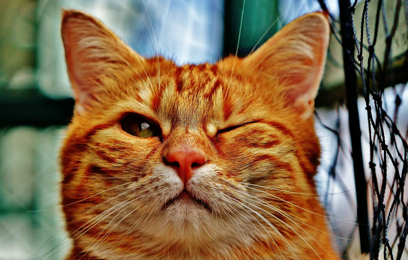 Photo wallpaper cat, cat, red, pet