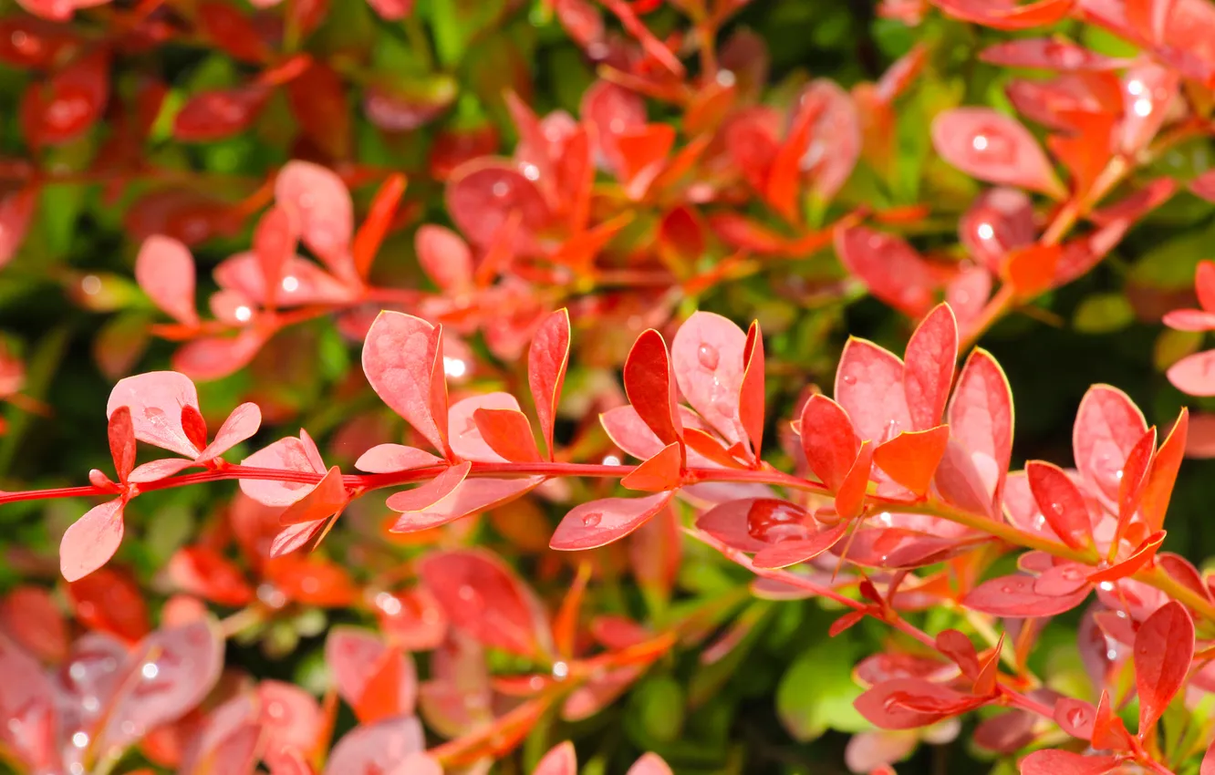 Photo wallpaper red, leaf, twig