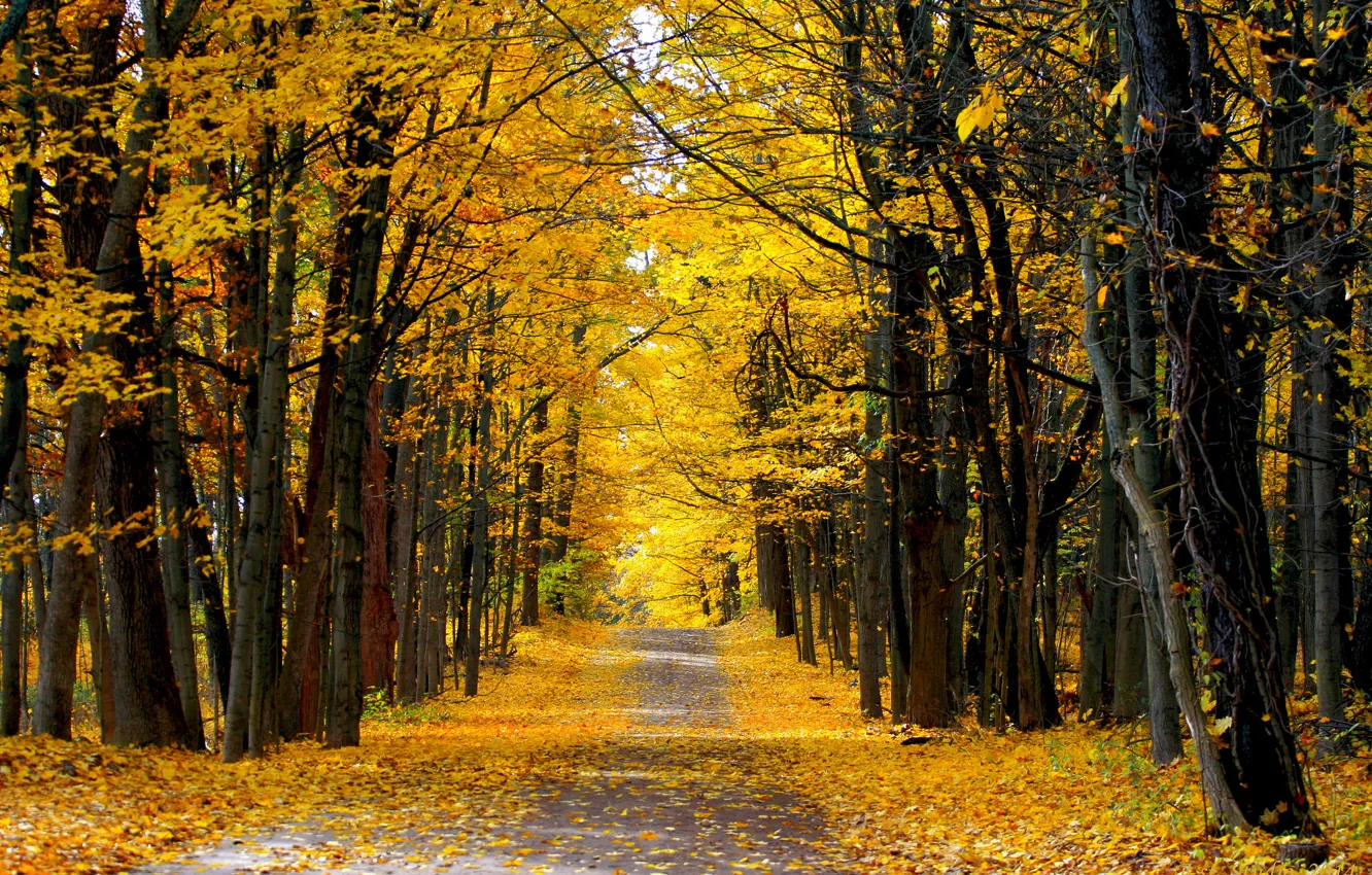 Photo wallpaper road, autumn, forest, Sunny day, country