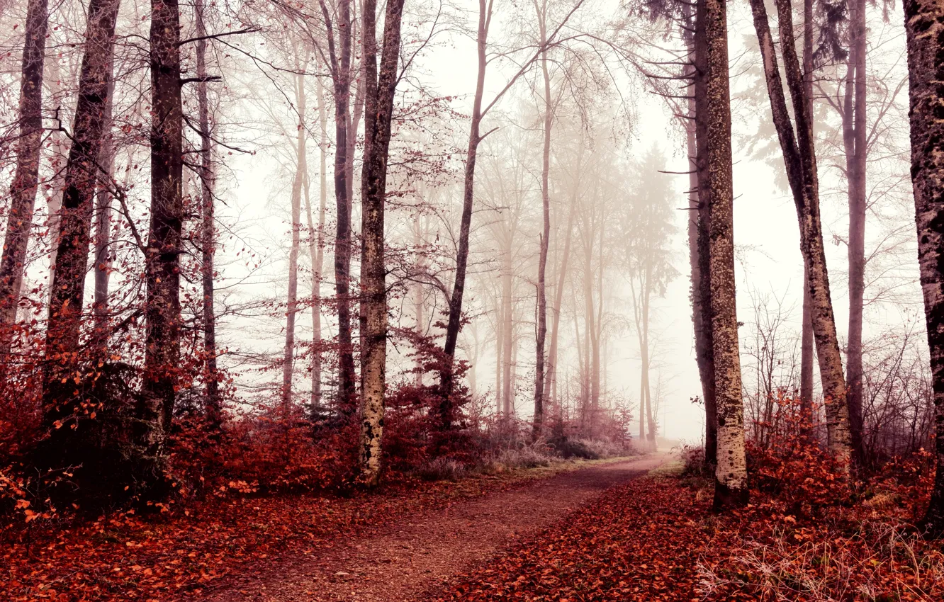 Photo wallpaper autumn, forest, nature