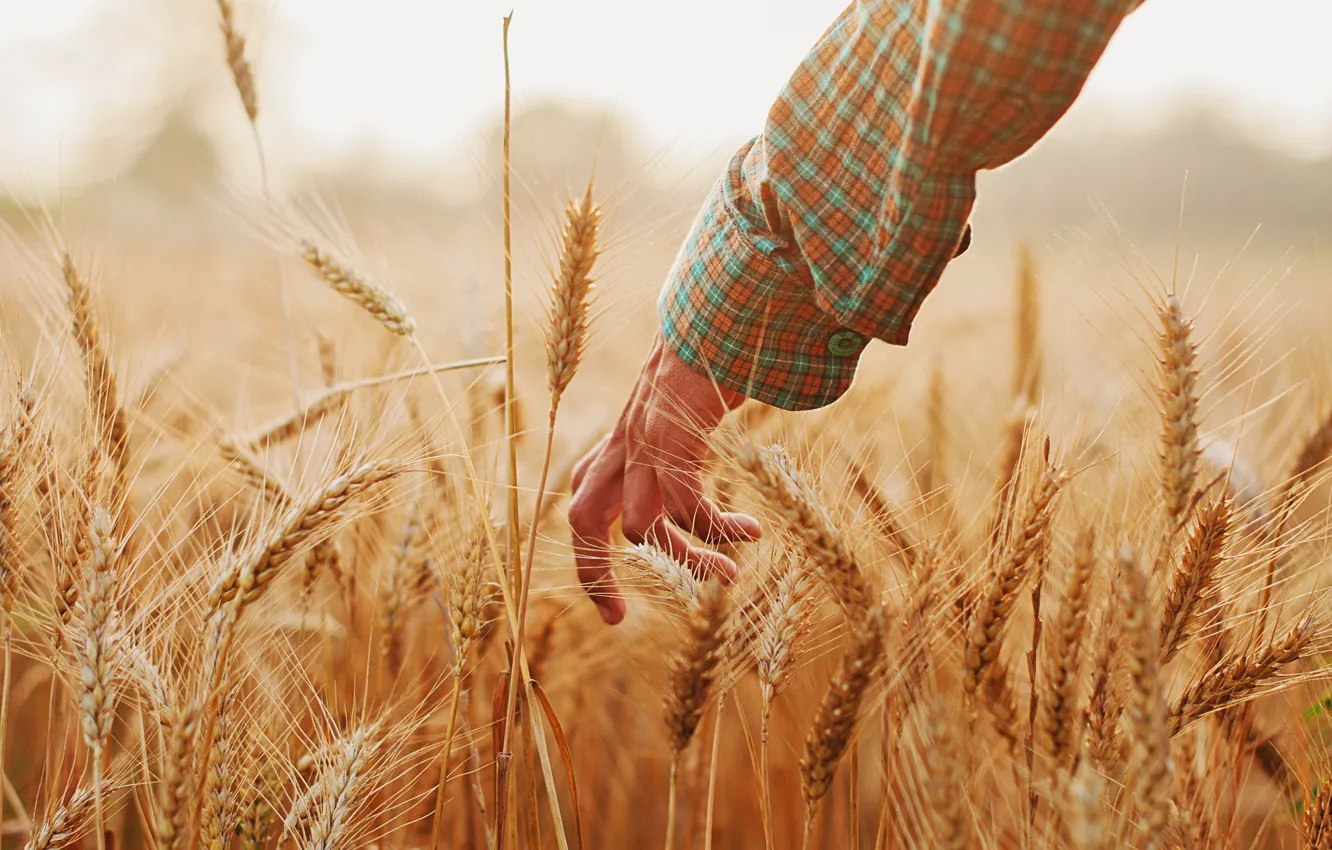 Photo wallpaper summer, hands, ears