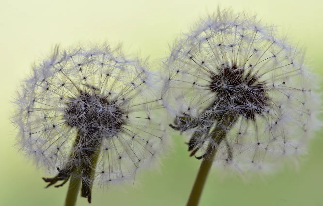 Photo wallpaper summer, nature, dandelion
