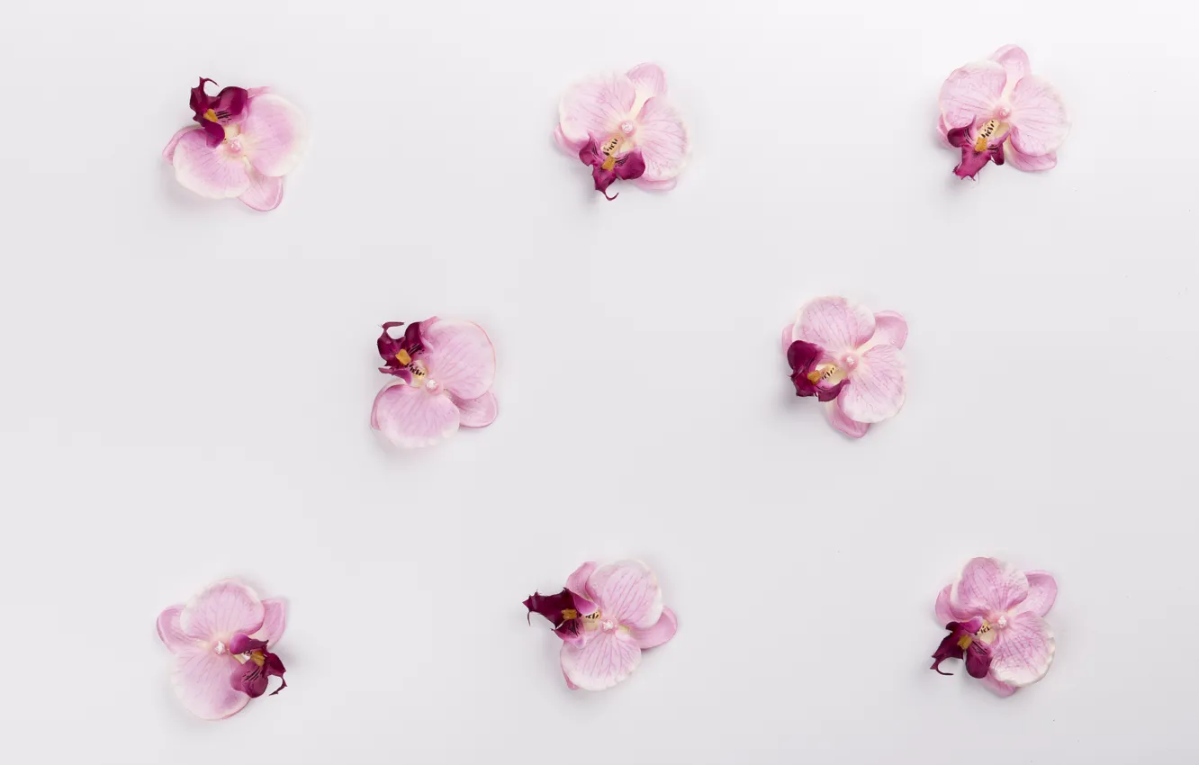 Photo wallpaper flowers, background, Orchid
