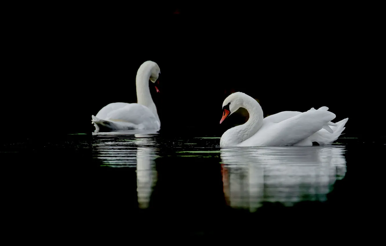 Photo wallpaper autumn, lake, reflection, birds.