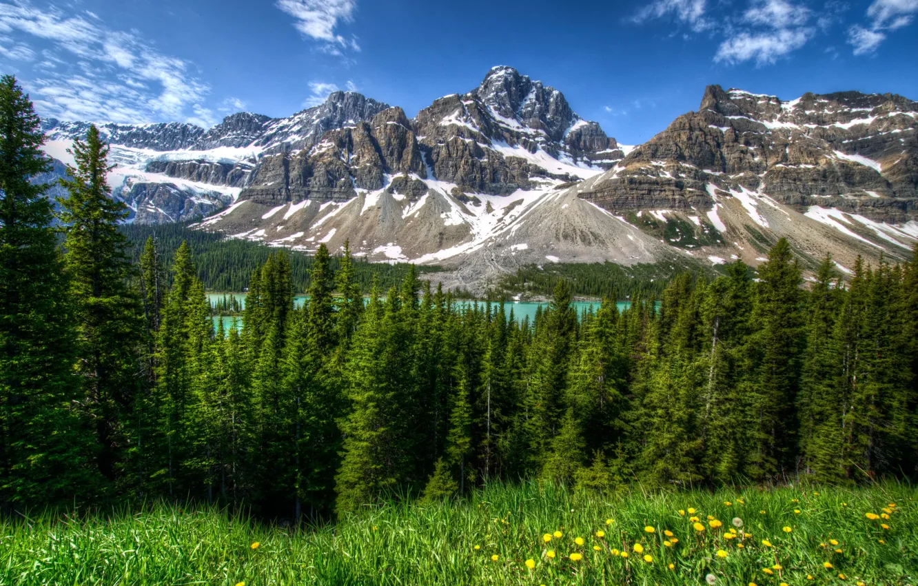 Photo wallpaper forest, grass, trees, landscape, mountains, nature, Park, HDR