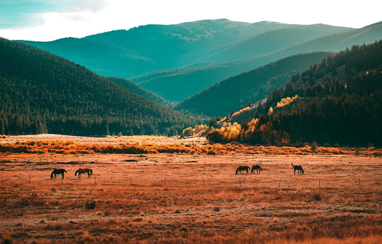Photo wallpaper field, autumn, forest, mountains, horse, horse, the fence, pasture