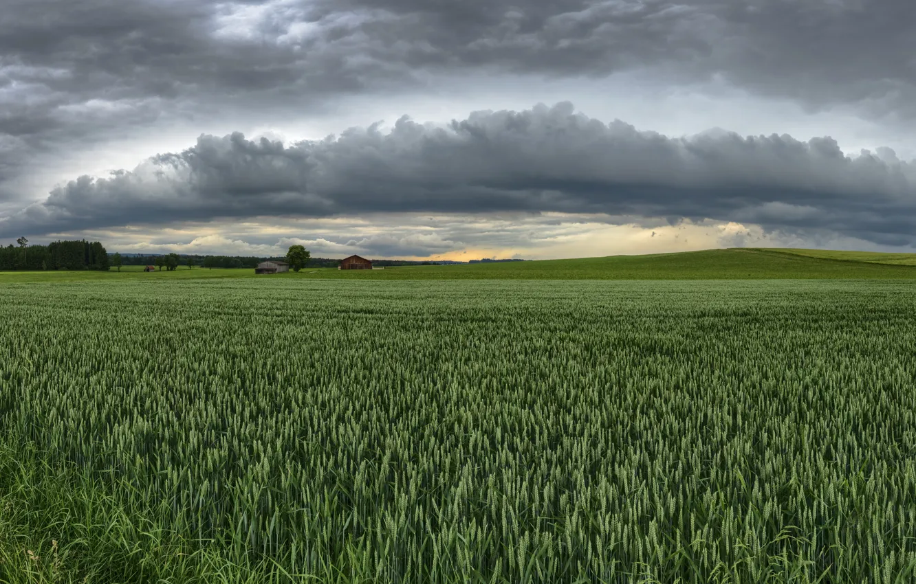 Photo wallpaper field, summer, the sky, ears