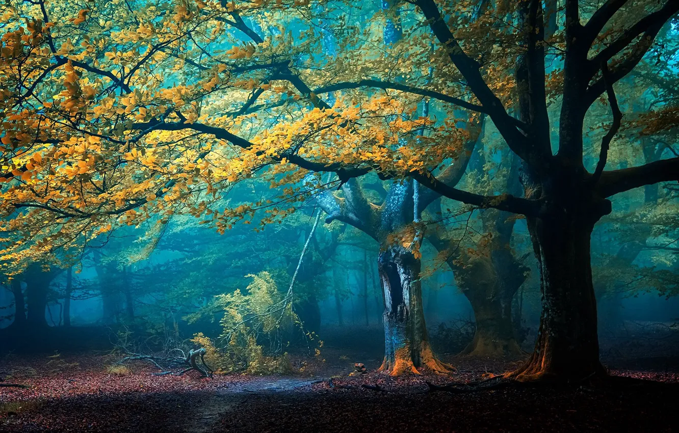 Photo wallpaper autumn, forest, trees, nature, fog, path