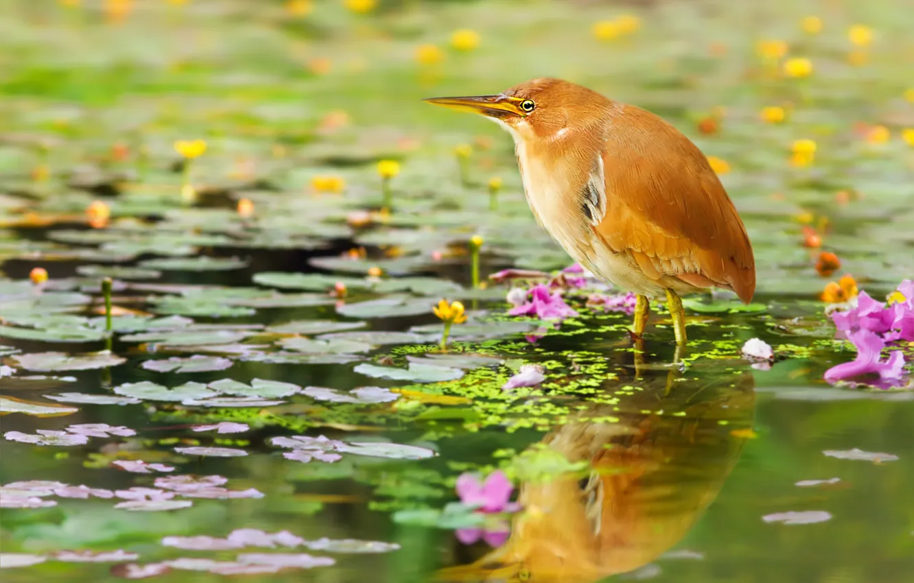 Photo wallpaper leaves, water, flowers, nature, bird, swamp