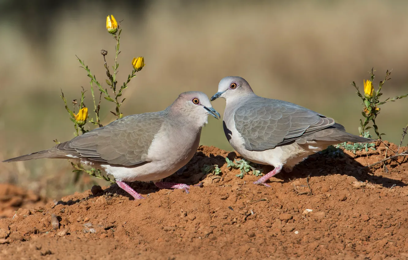 Photo wallpaper birds, pair, pigeons, small fronted leptotila