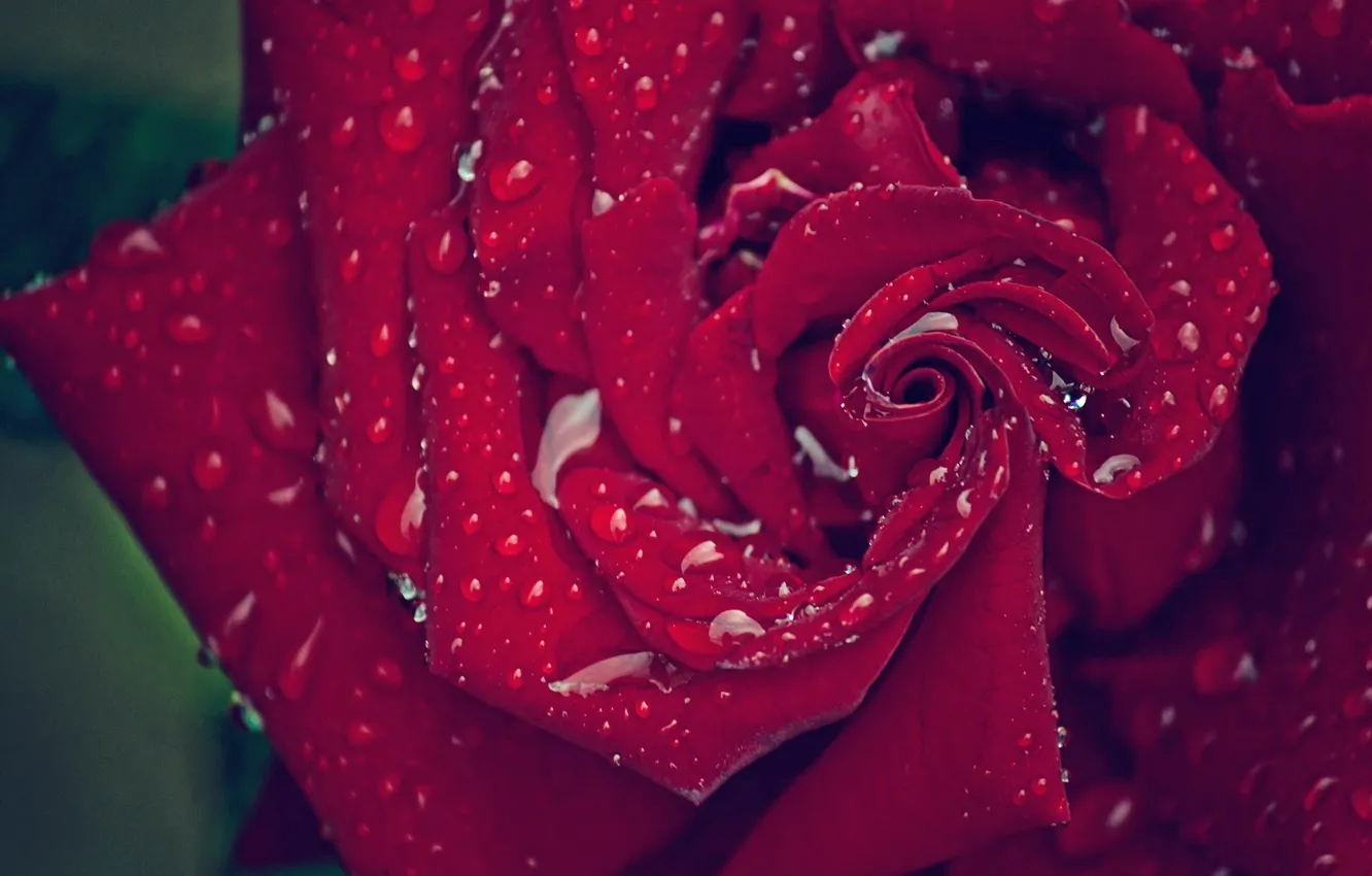 Photo wallpaper drops, macro, roses, petals