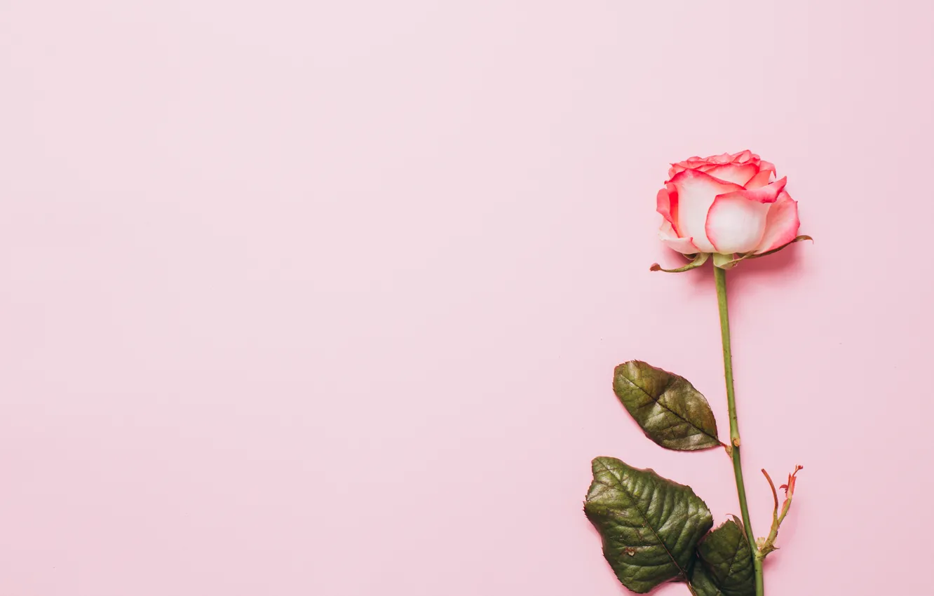 Photo wallpaper flower, Rose, Bud, pink background