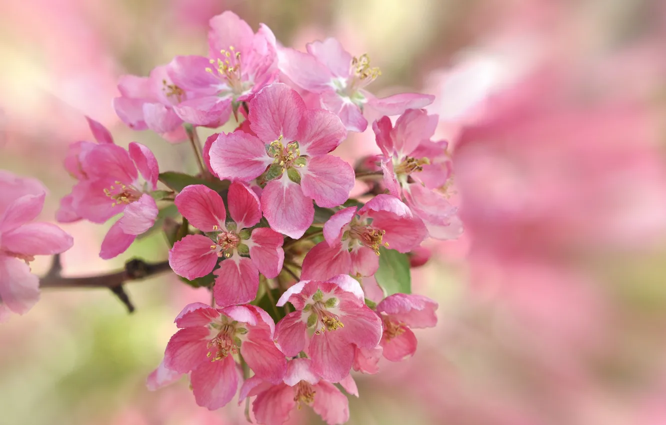Photo wallpaper cherry, spring, petals, garden, inflorescence