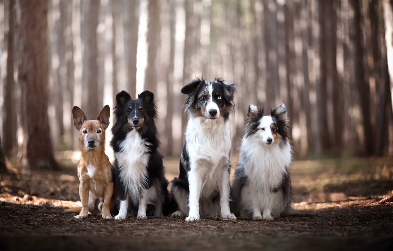 Photo wallpaper forest, nature, dog