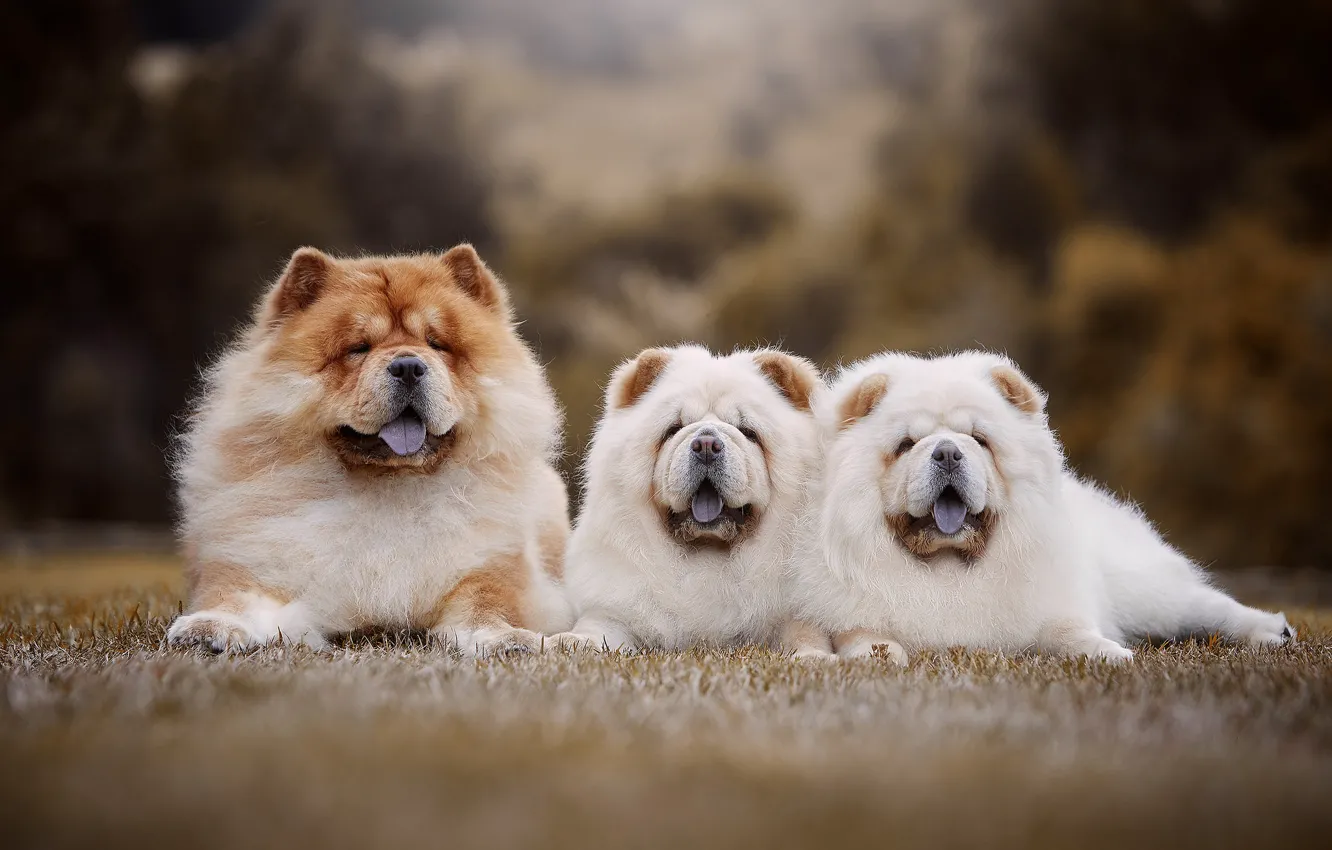 Photo wallpaper grass, nature, glade, dog, puppy, three, lies, Trinity