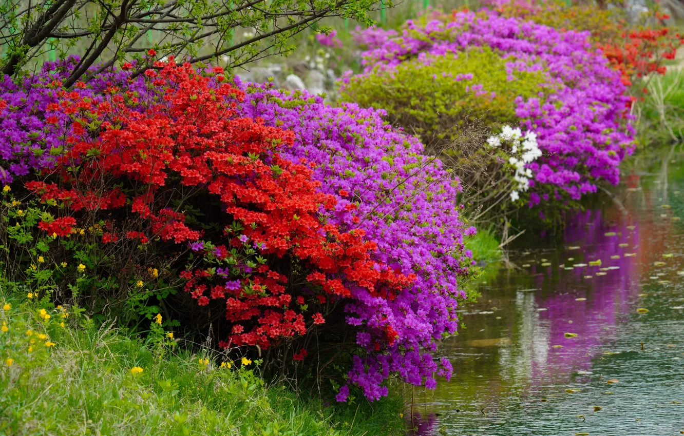 Photo wallpaper flowers, red, pond, shore, spring, flowering, the bushes, pond