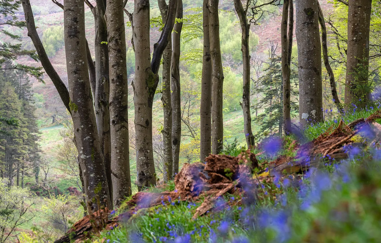 Photo wallpaper forest, trees, flowers, branches, nature, hills, glade, spring