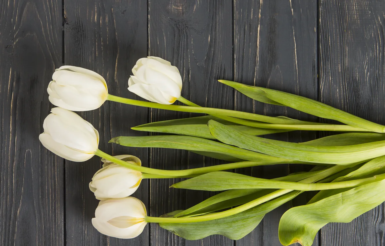 Photo wallpaper flowers, tulips, white, white, wood, flowers, beautiful, tulips