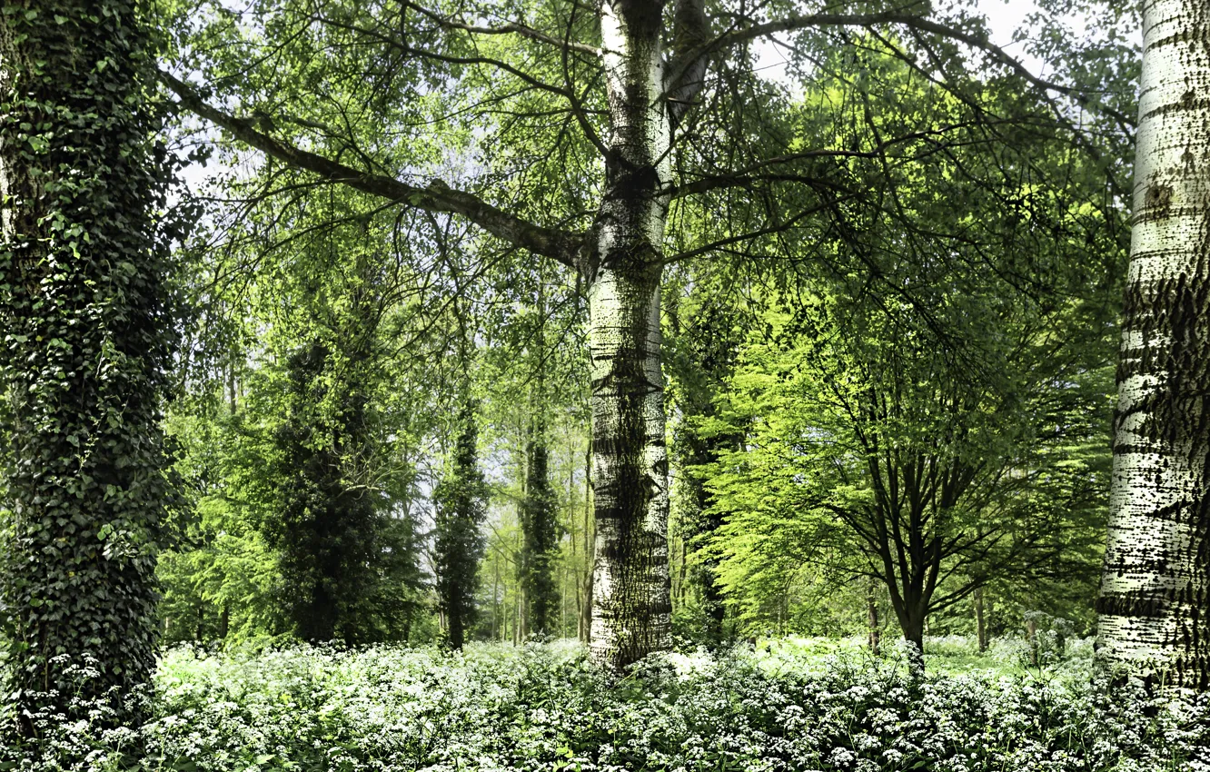 Photo wallpaper forest, spring, birch