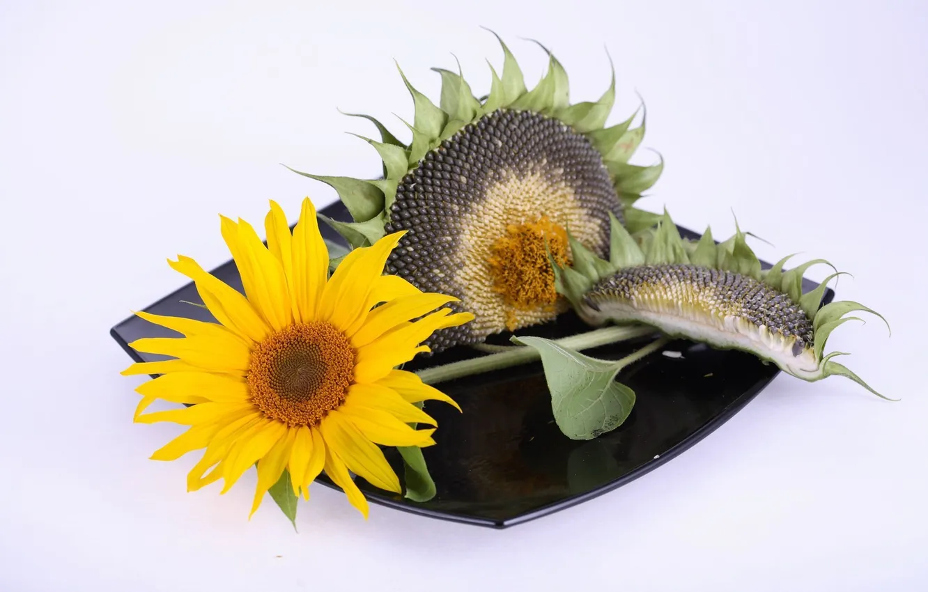 Photo wallpaper sunflowers, yellow, seeds, dish