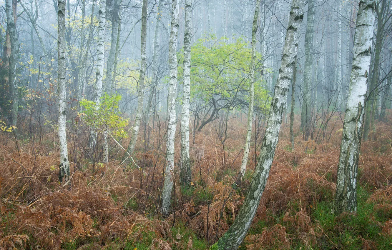 Photo wallpaper trees, branches, fog, thickets, foliage, morning, haze, trunk