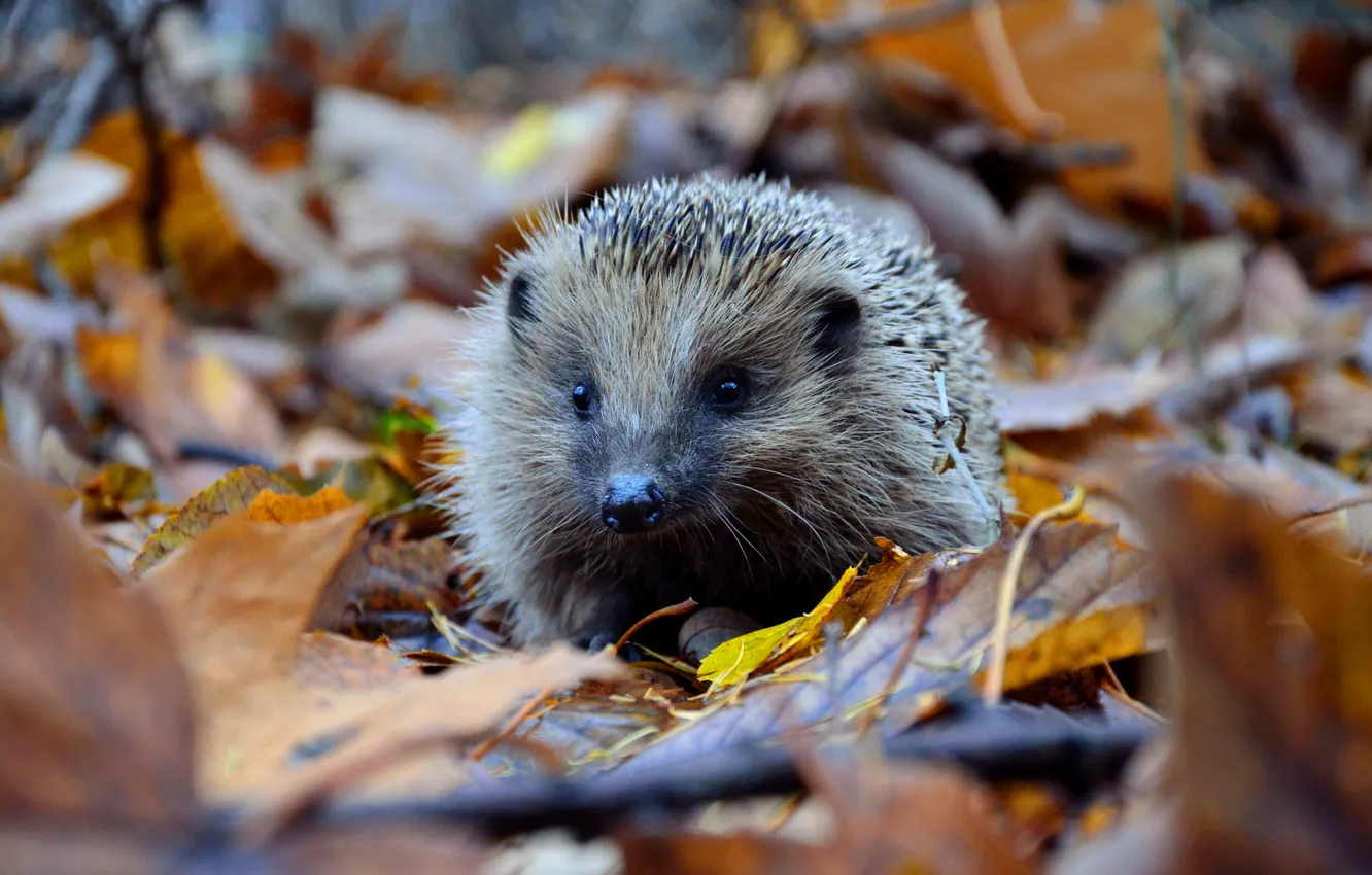 Photo wallpaper autumn, hedgehog, autumn leaves