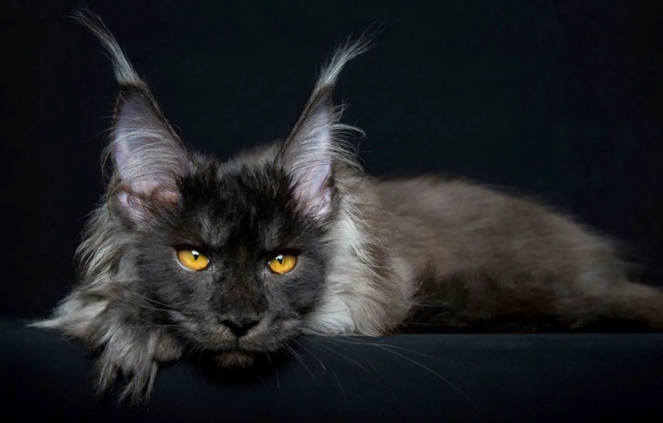 Photo wallpaper cat, animal, Maine Coon