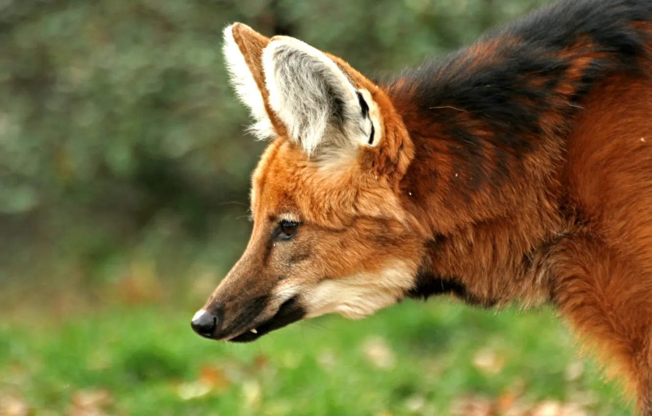 Photo wallpaper fox, animal, wildlife, South America, Maned wolf