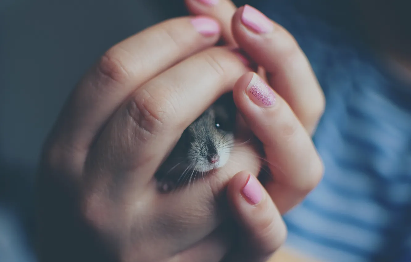 Photo wallpaper blur, hamster, hands, mouse, mouse, fingers, grey, face