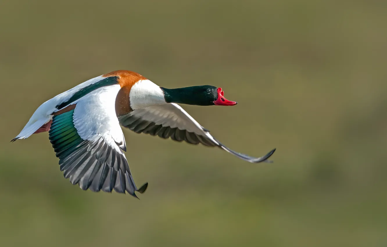 Photo wallpaper flight, bird, Shelduck