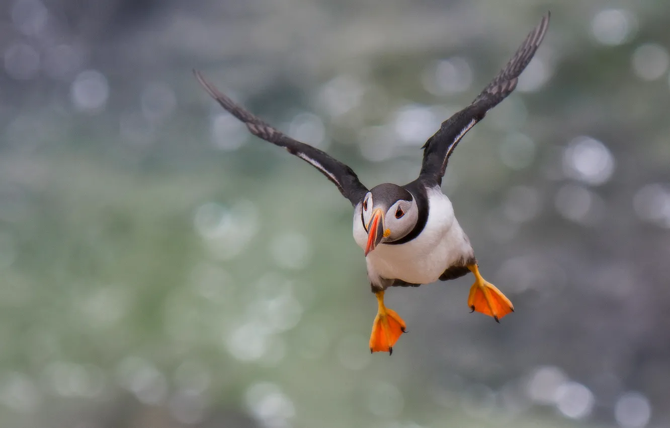 Photo wallpaper flight, background, bird, stalled, bokeh