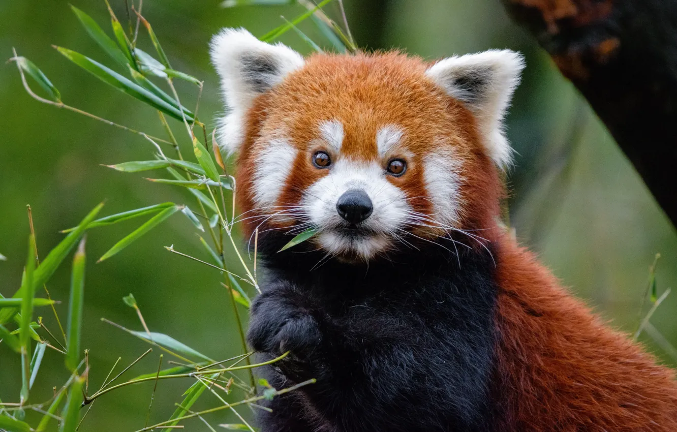 Photo wallpaper look, leaves, close-up, nature, tree, portrait, bamboo, red Panda