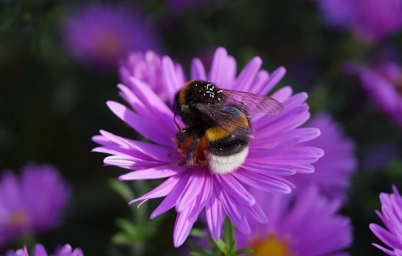 Photo wallpaper macro, flowers, bumblebee, lilac, bokeh, asters
