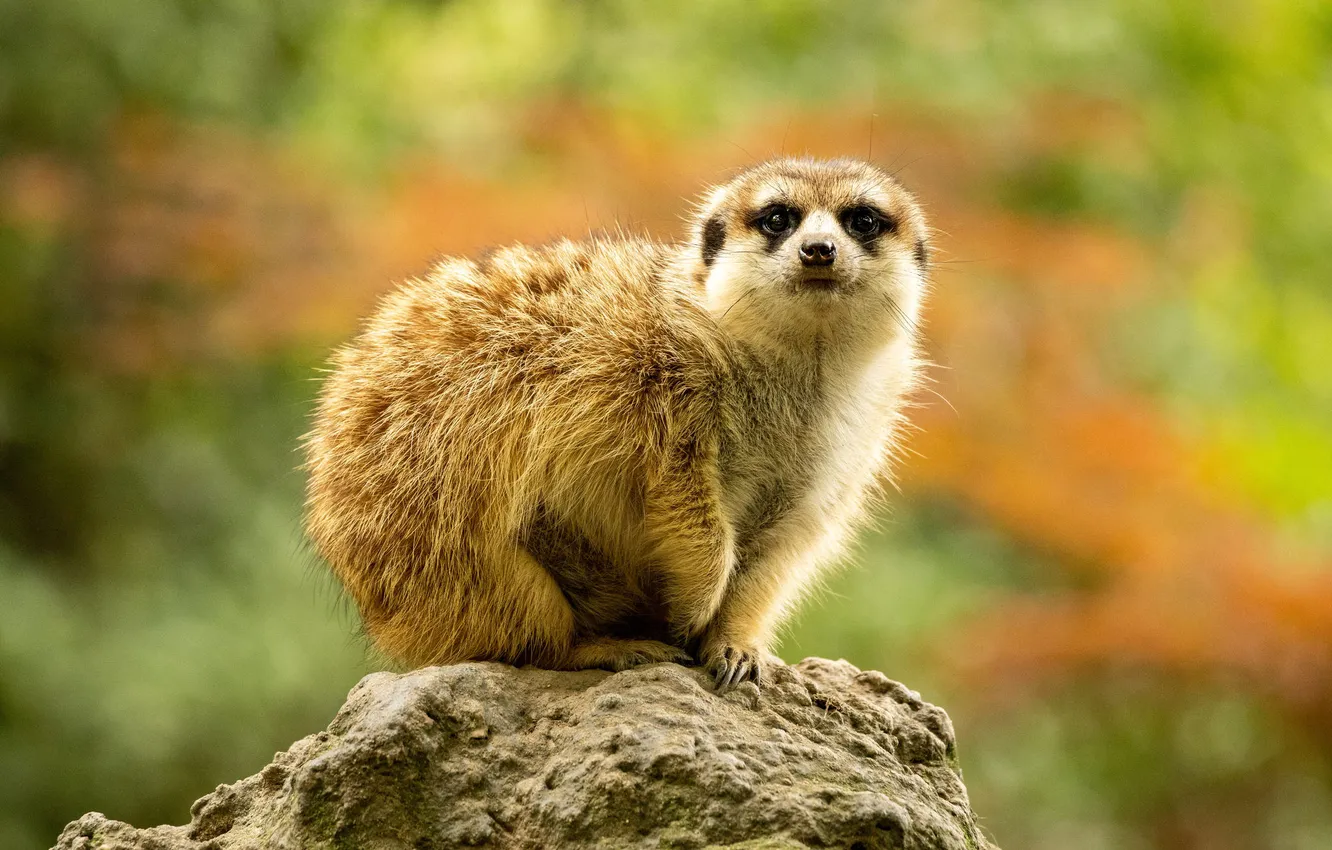 Photo wallpaper look, nature, pose, stones, meerkats, face, bokeh