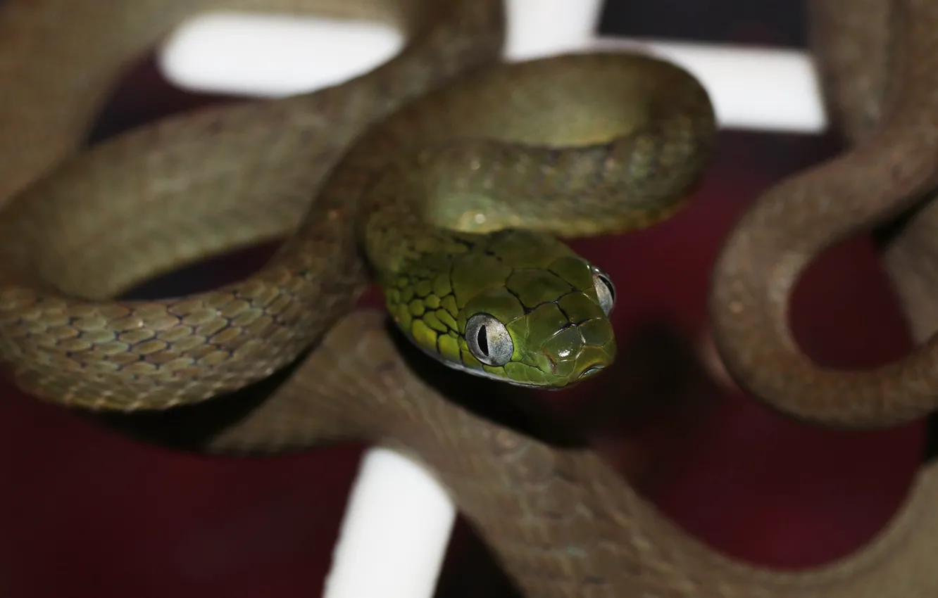 Photo wallpaper macro, green, the dark background, snake