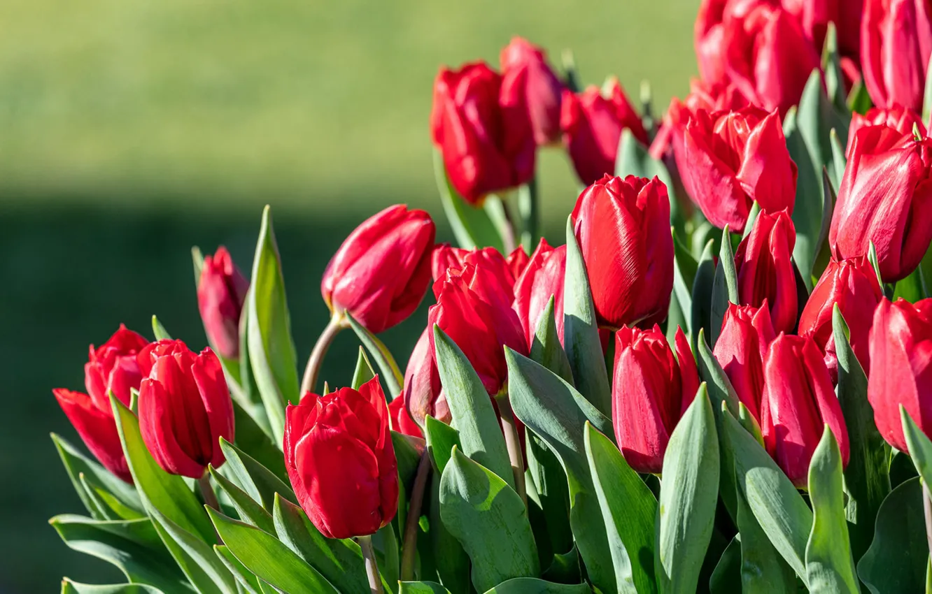 Photo wallpaper tulips, red, buds, a lot