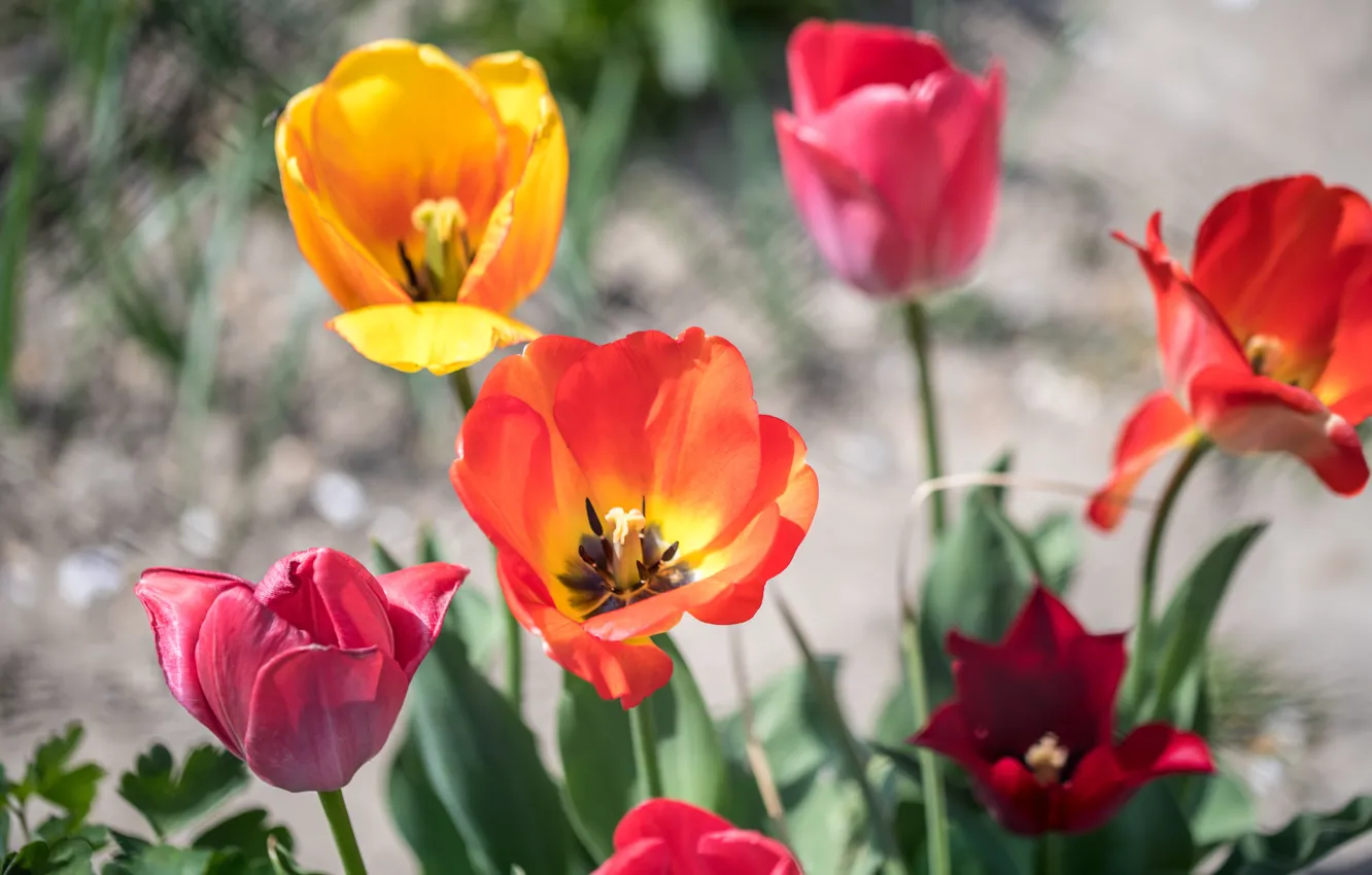 Photo wallpaper leaves, flowers, spring, yellow, tulips, red, pink, flowerbed