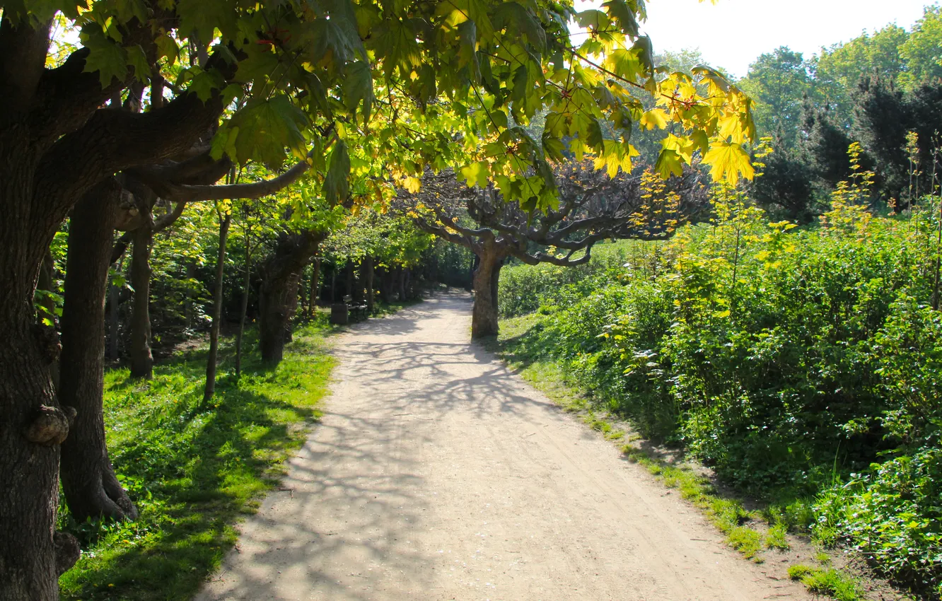Photo wallpaper trees, park, alley