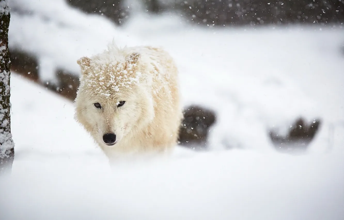 Photo wallpaper winter, snow, Arctic wolf