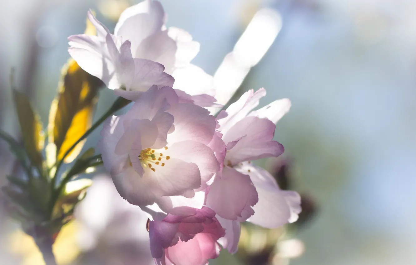 Photo wallpaper macro, flowers, Priroda