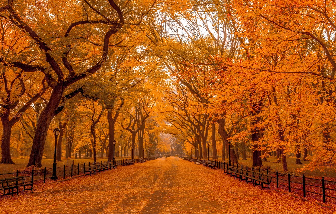 Photo wallpaper autumn, the city, street