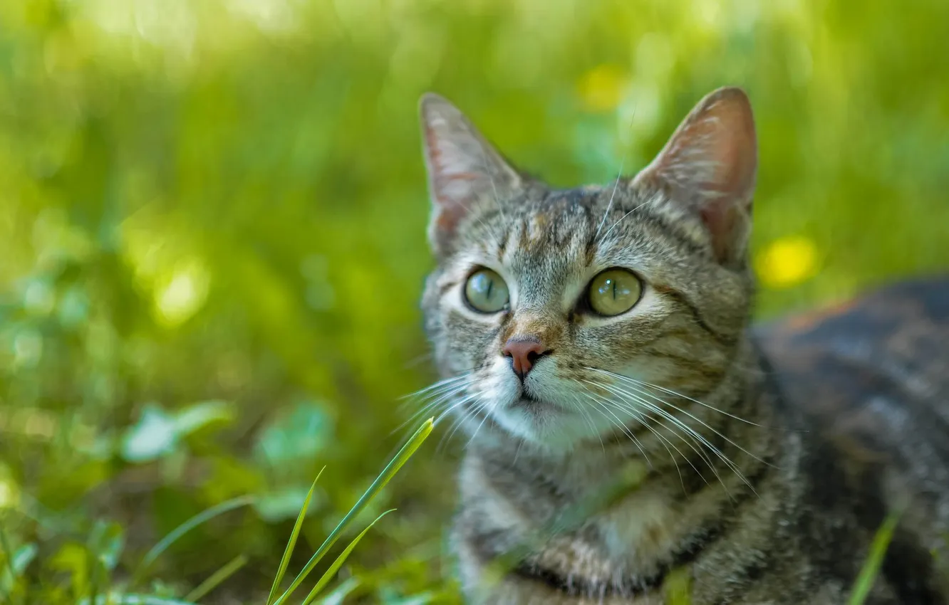 Photo wallpaper cat, eyes, mustache, look, face, background