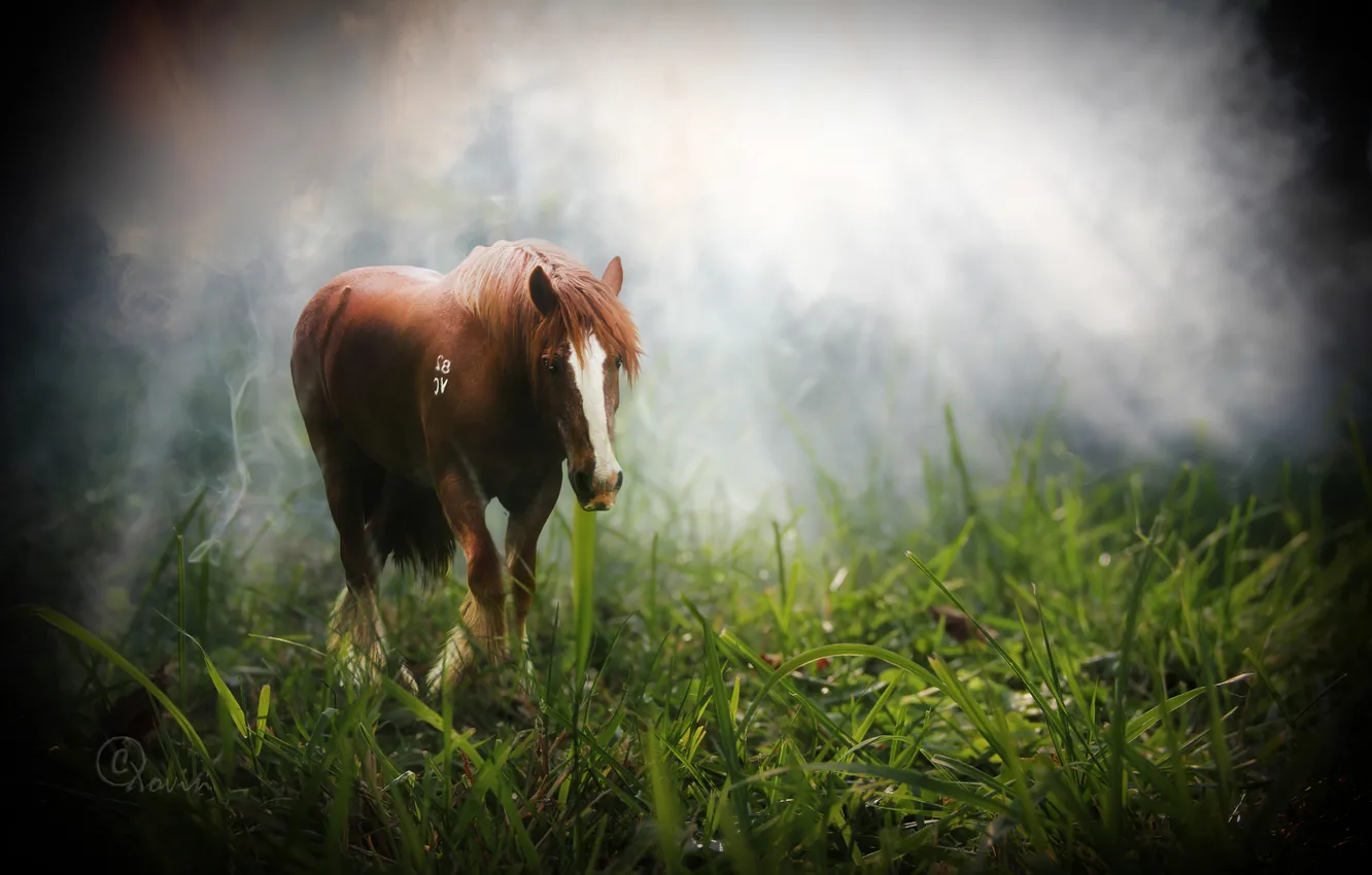 Photo wallpaper grass, rays, fog, horse